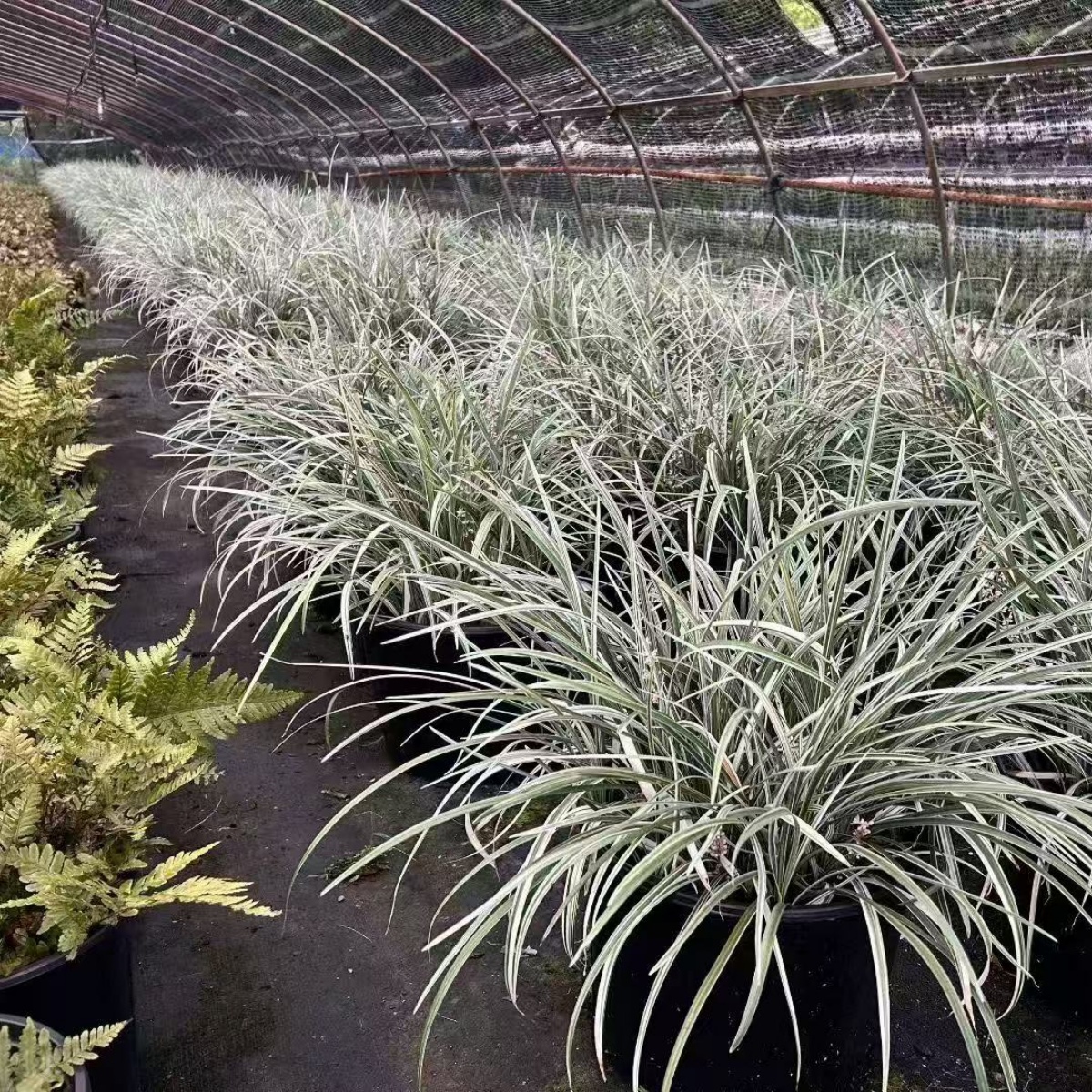 银边麦冬  银边沿阶草  耐旱耐寒 金边麦冬 庭院花镜多年生观赏草