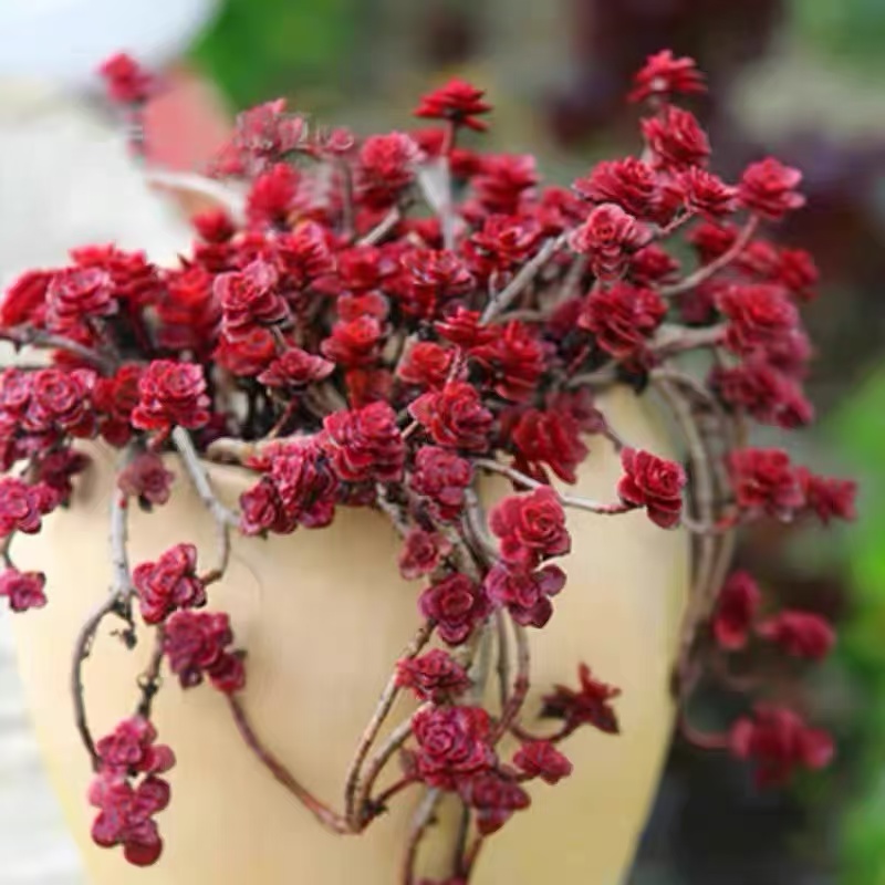 整桩小球玫瑰带盆带土带挂钩紫红色藤蔓系精品多肉植物红色玫瑰花