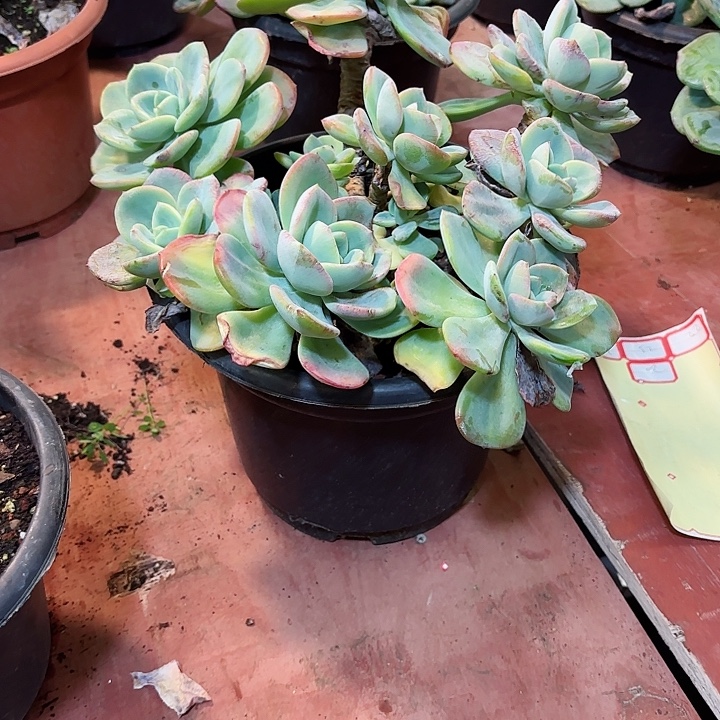 柚子茶一物一拍20号