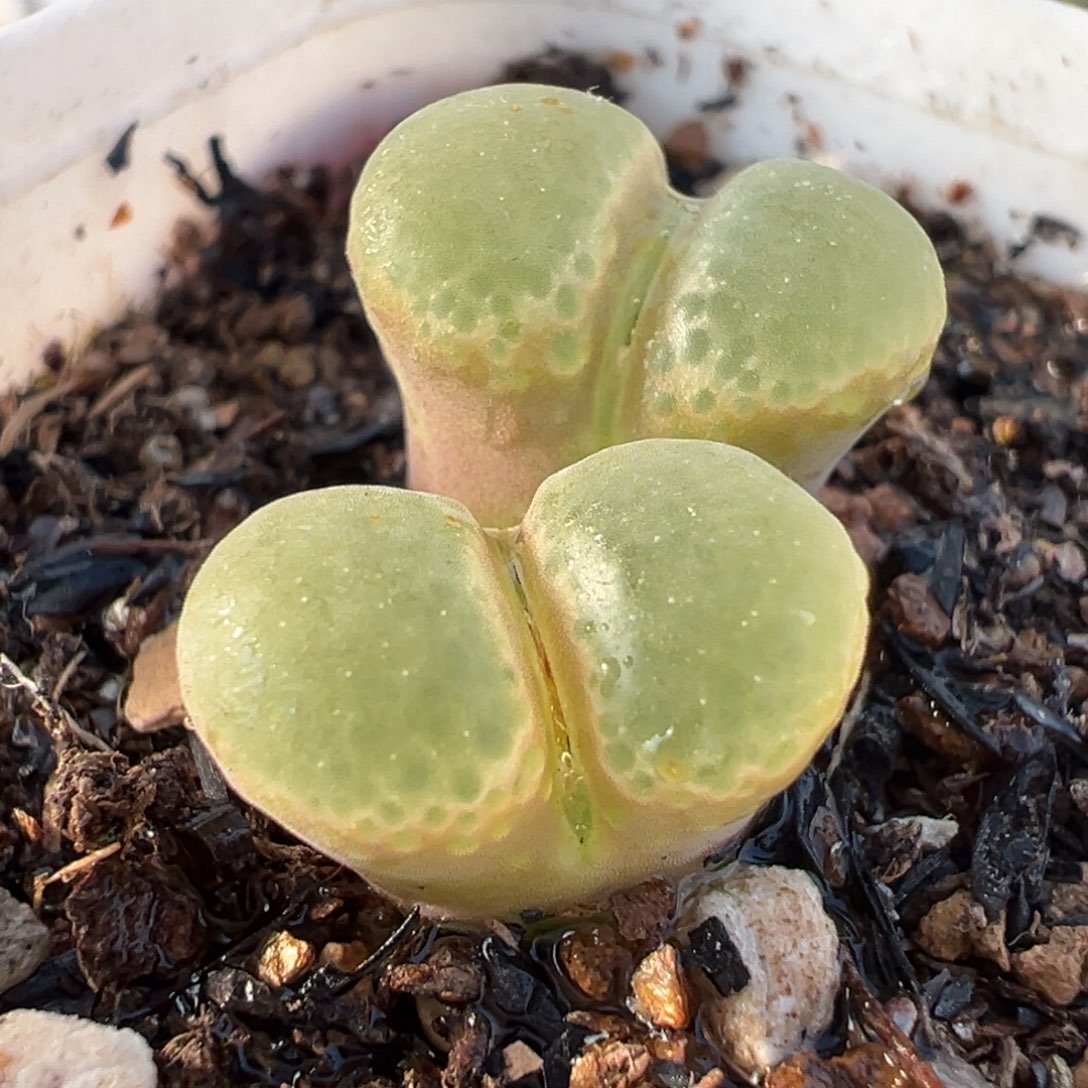 841多肉植物种类多样
