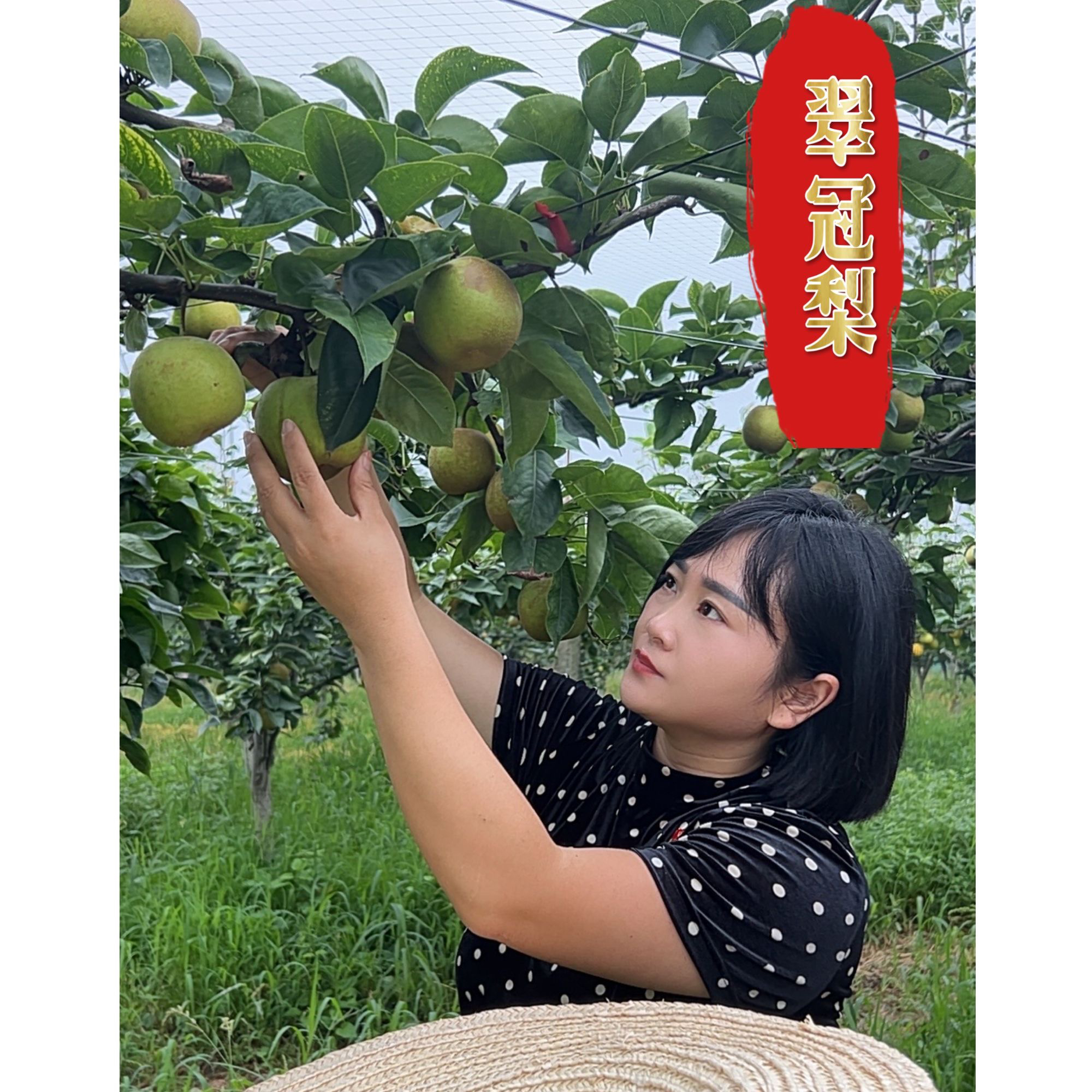 翠冠梨 湖北头茬露天种植现采现发当季鲜甜多汁脆口冰糖梨子雪梨