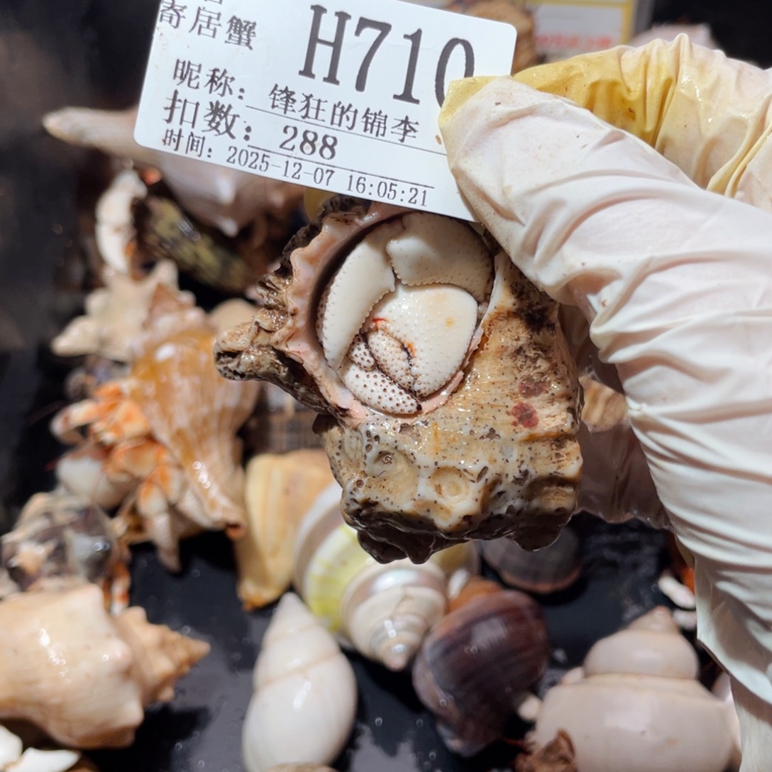 锋***李蜗居异宠寄居蟹710