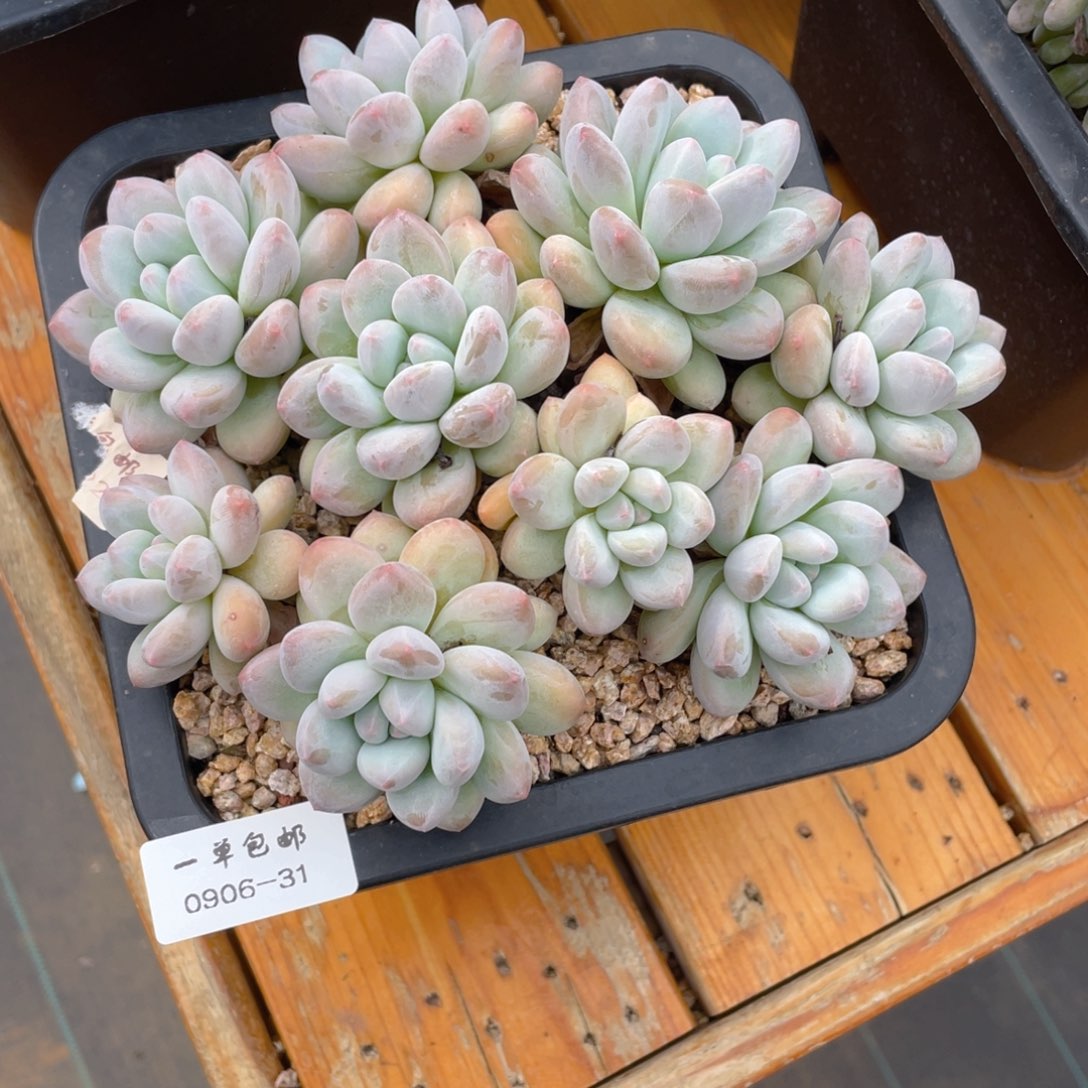 0906-31-香水，，，，