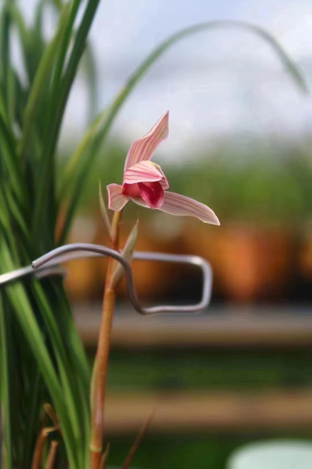 【莲瓣兰肖氏红舌】包3个月售后 终身对版