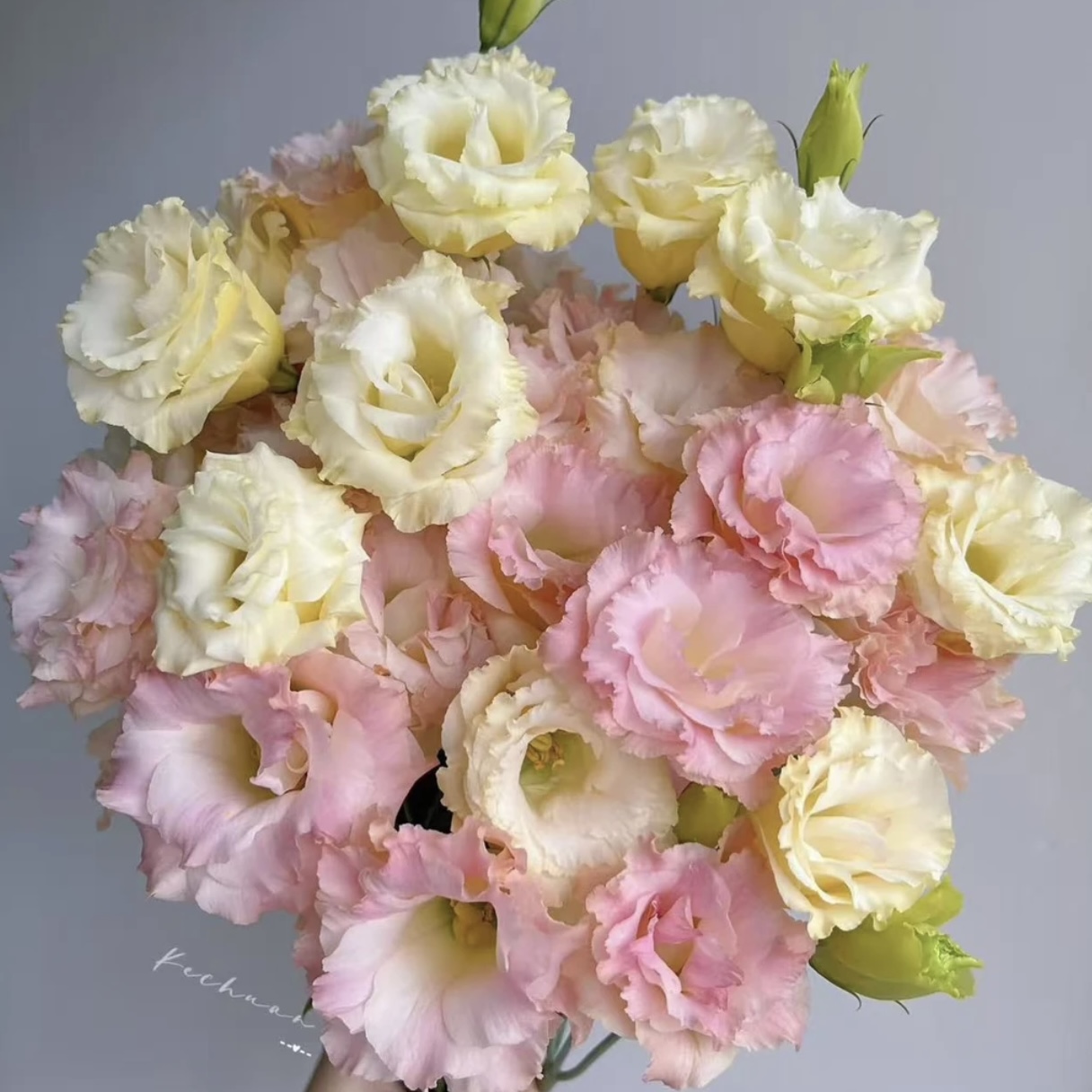 【A樱花粉色洋桔梗】云南基地直发一单生鲜冷链两单升级顺丰冷链