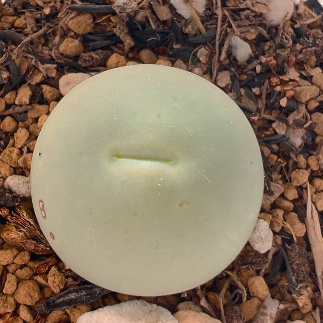 43多肉植物百科知识