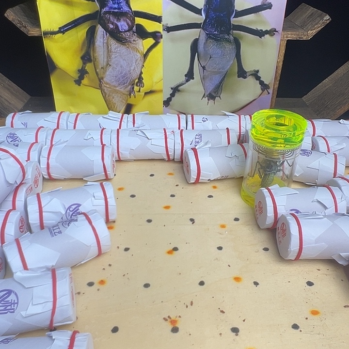 鱼***护郝建伟蝈蝈两只包邮