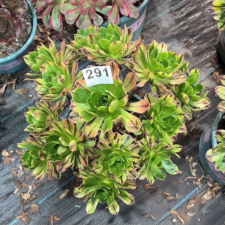 碧火291   冠幅30