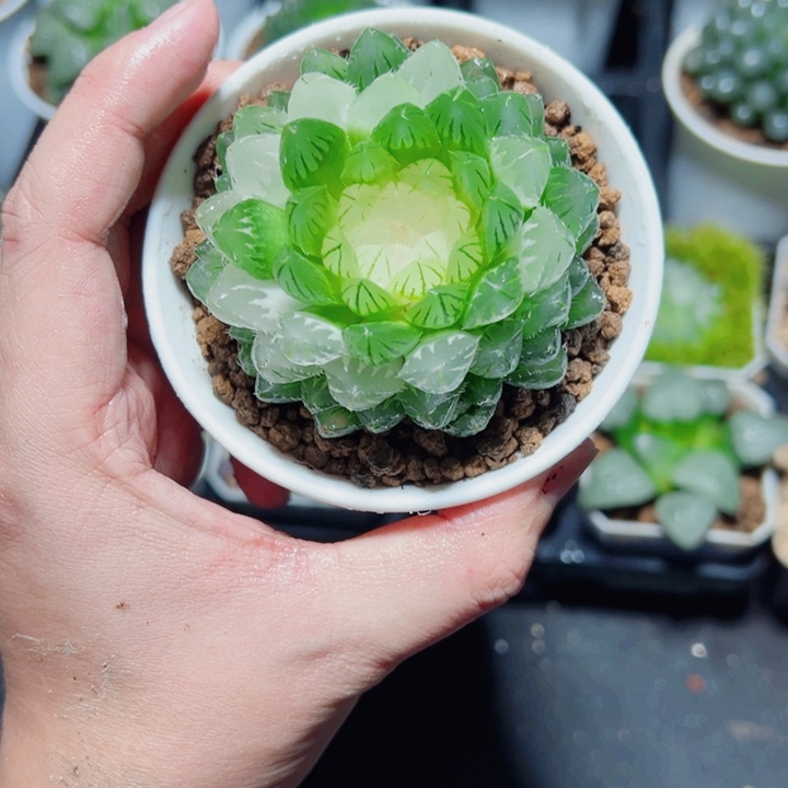 翠云玉露锦多肉植物