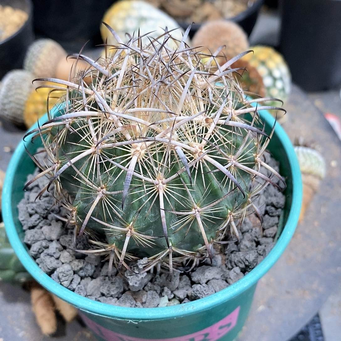 罗*实生虎爪玉仙人球