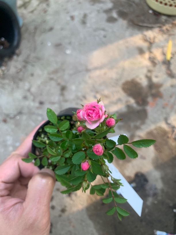 四季开花惠姬月季粉色花盆栽迷你玫瑰室内阳台植物花卉