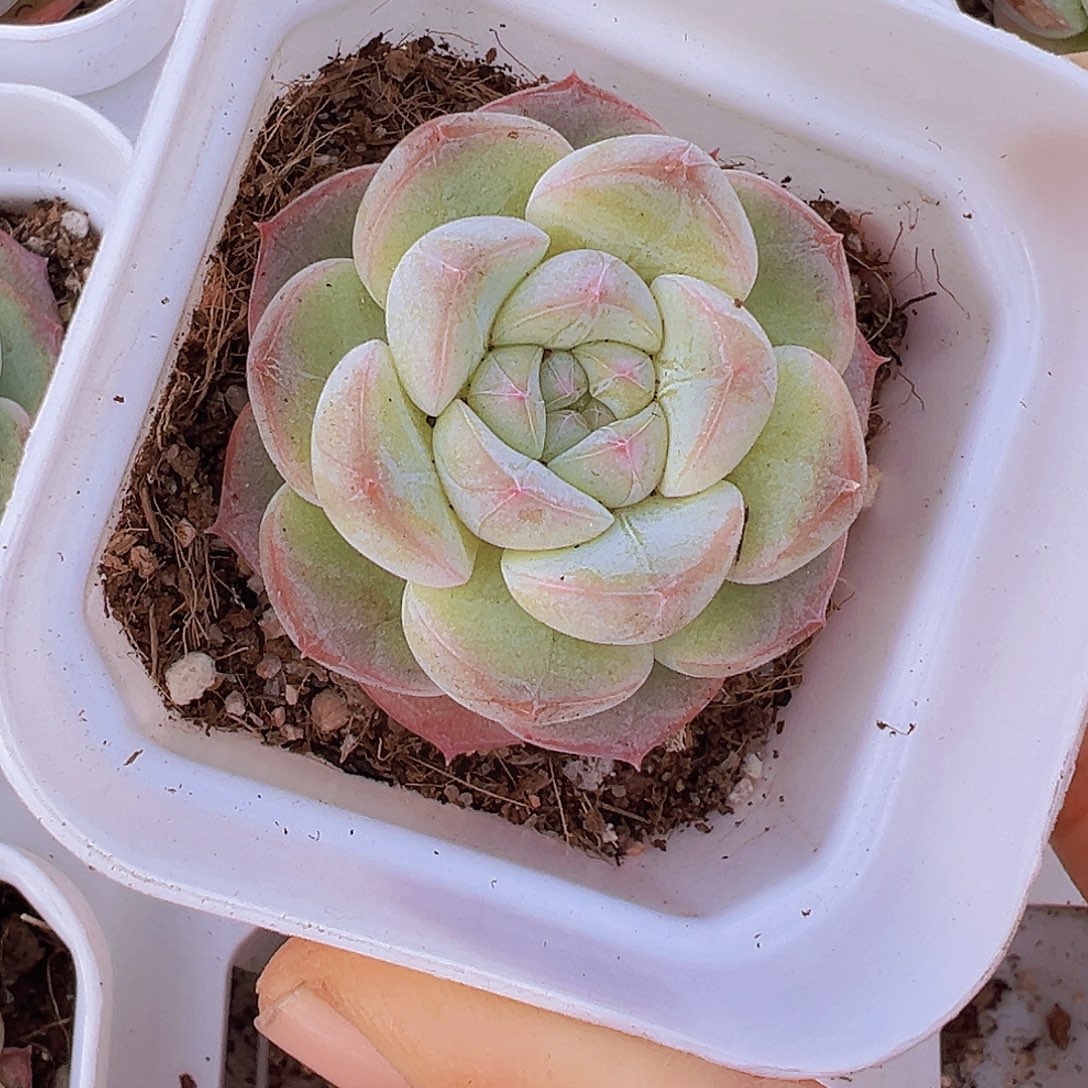 单头纹星珍妮19包邮