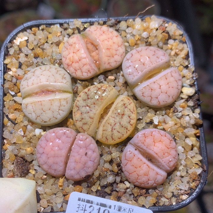 精品生石花219.137荒