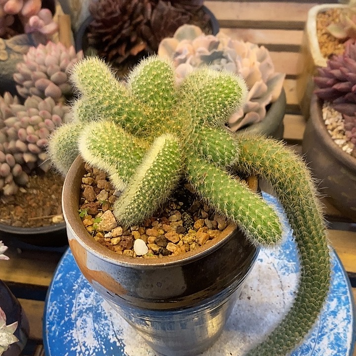 不***.多肉植物肉肉植物