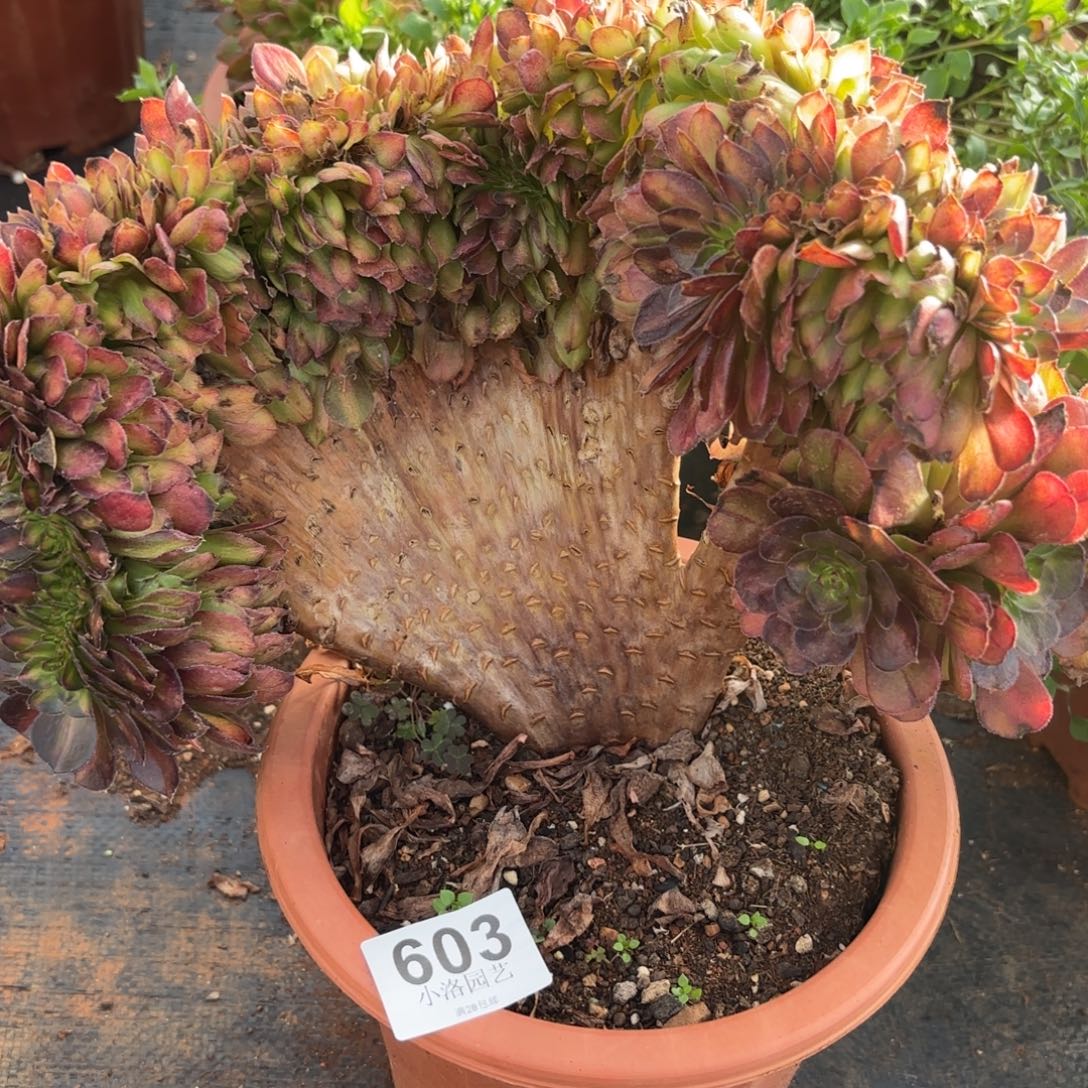 603号抹茶缀化多肉植物