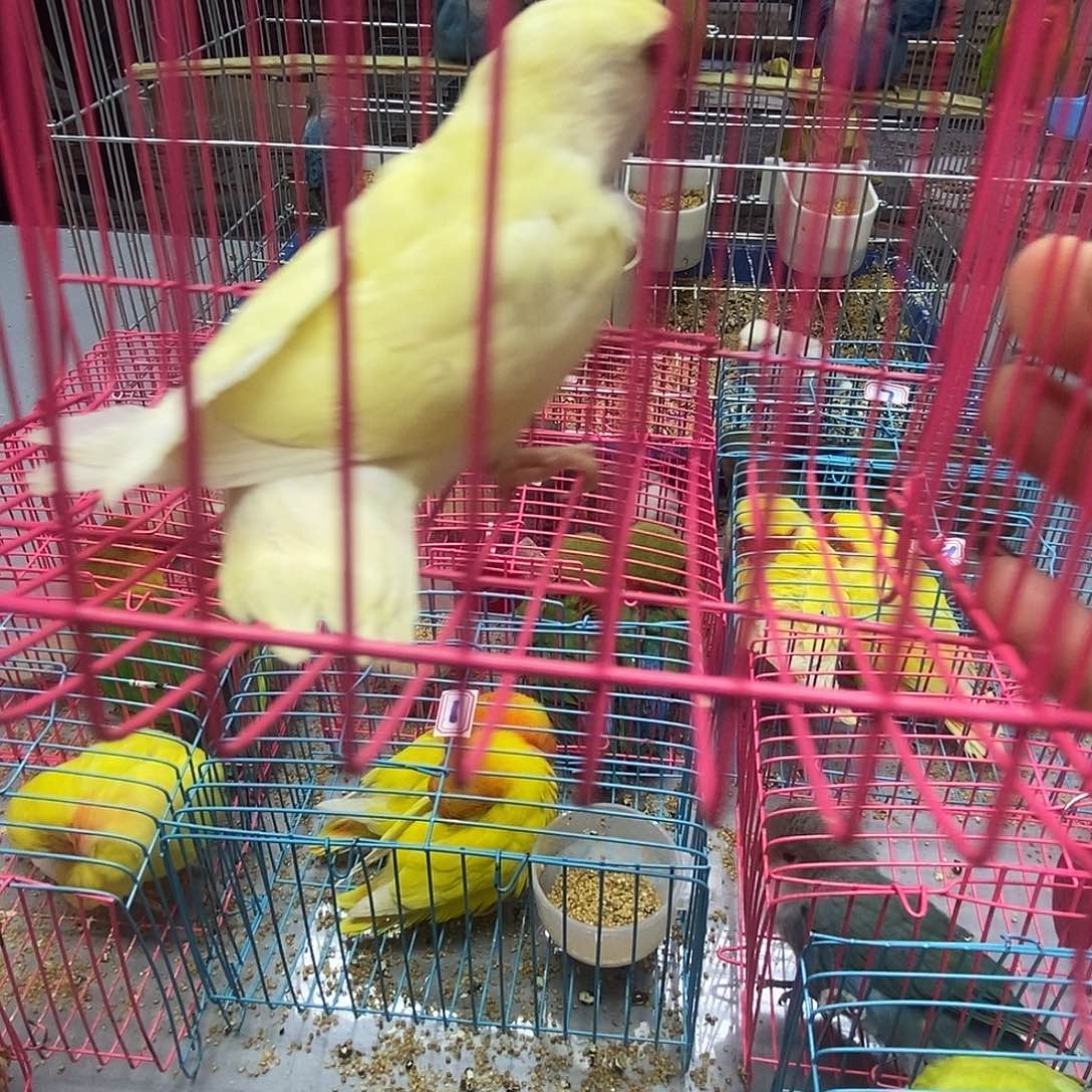 月***星桃脸牡丹鹦鹉日本桃