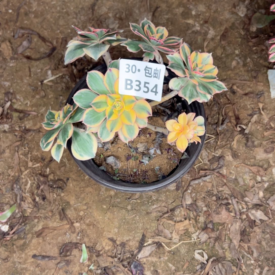 354多肉侧枝不包