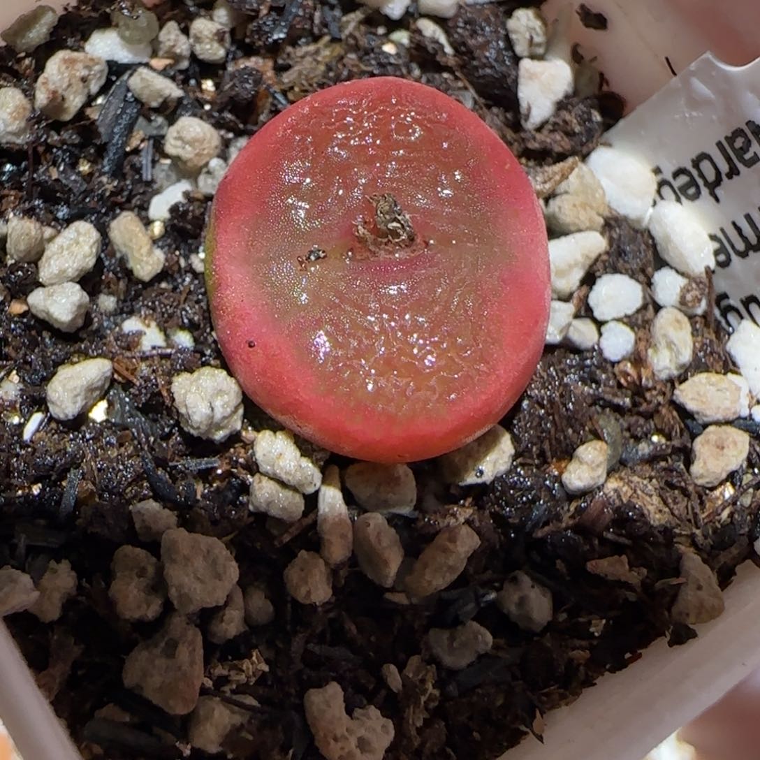 肉锥多肉植物百科2-水蜜桃1620