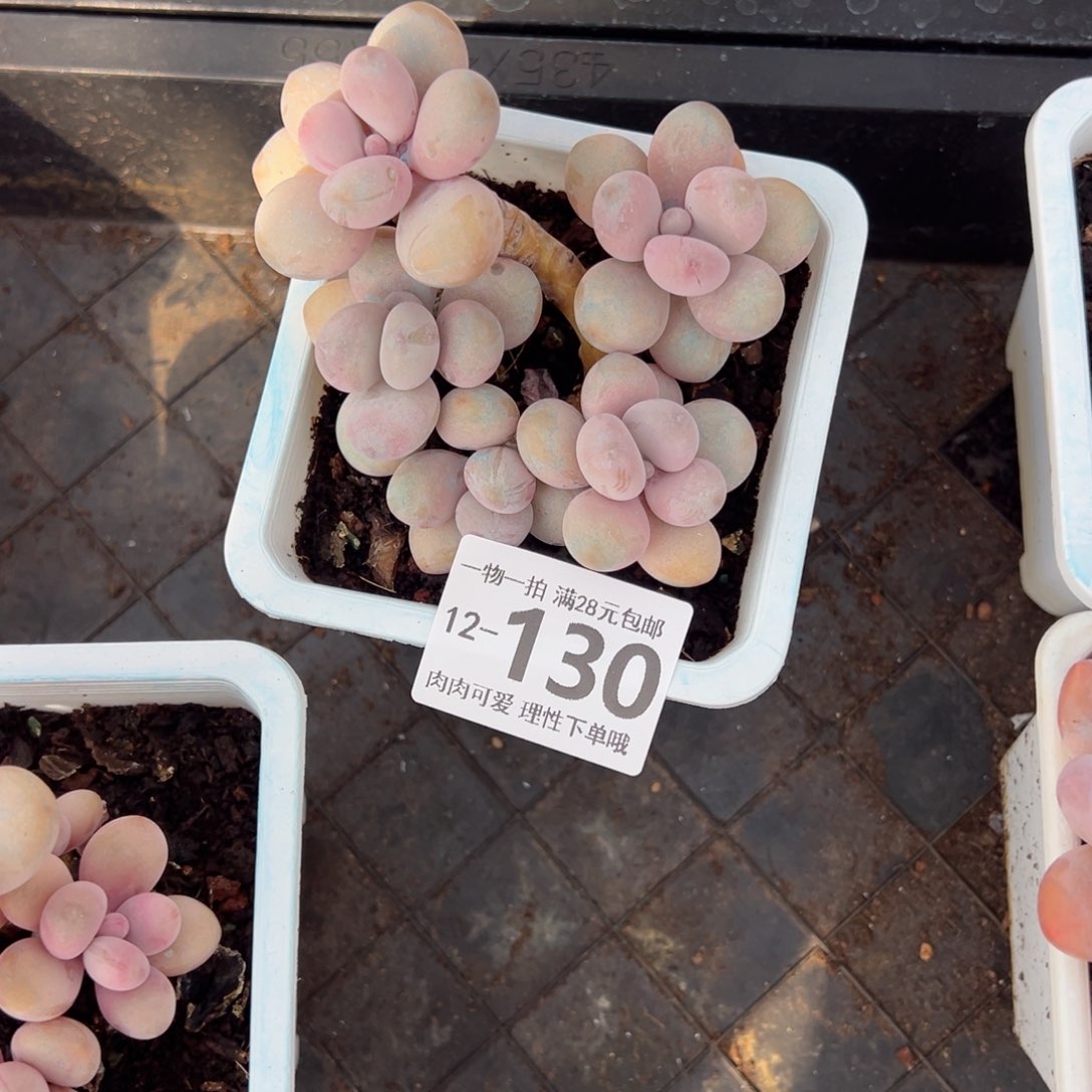 桃蛋多肉多肉多肉多肉多肉多肉多肉