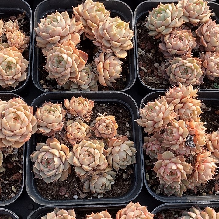 101笨巴蒂斯群生不包整 福利多多