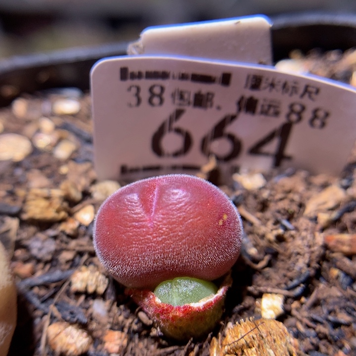 Sss精品生石花664