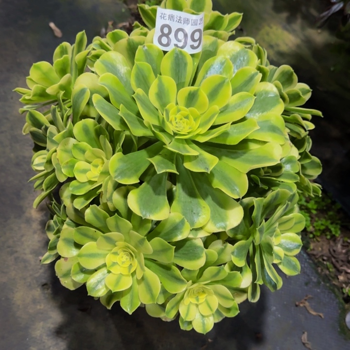 绿豆沙89900000000