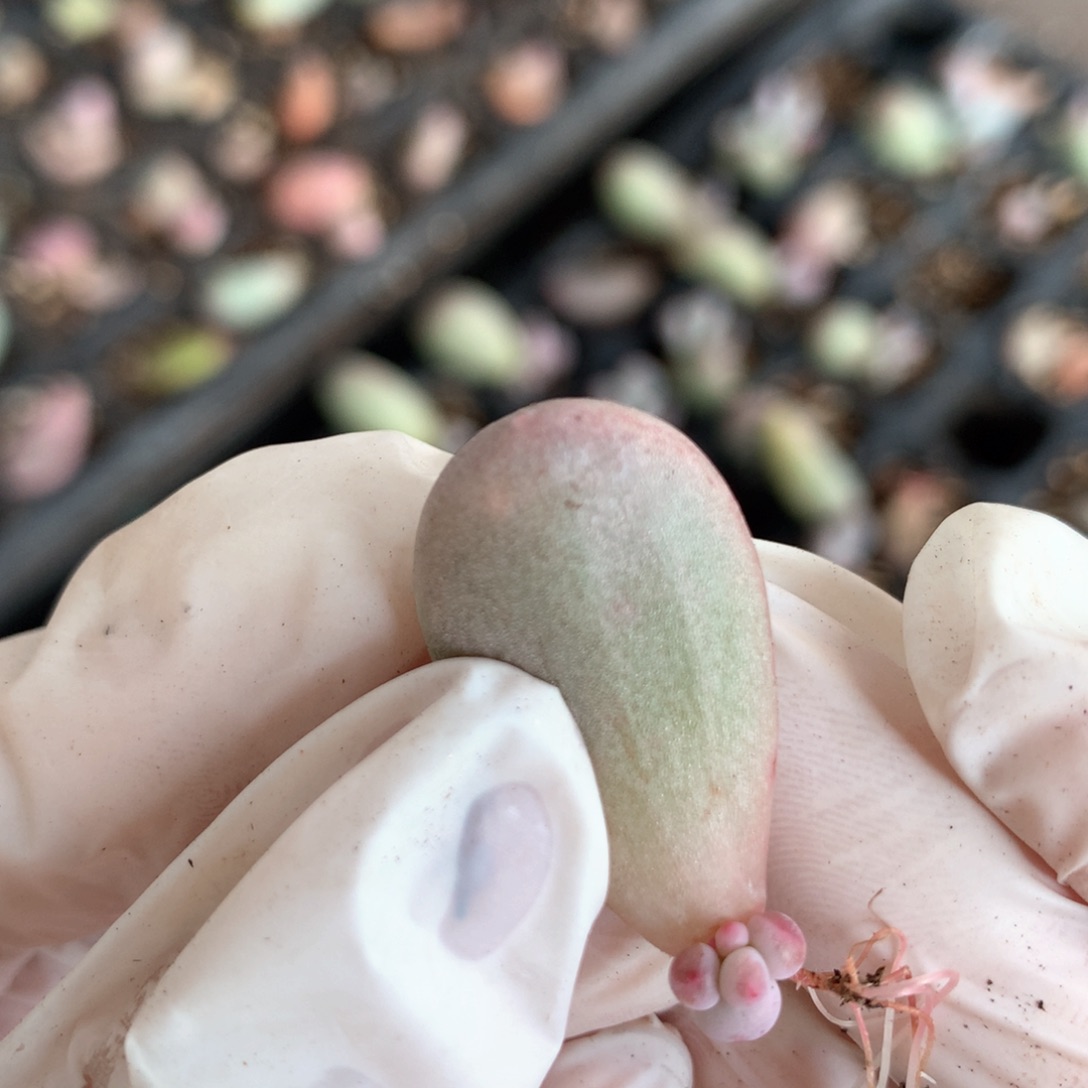 米可奶酪米可奶酪多肉