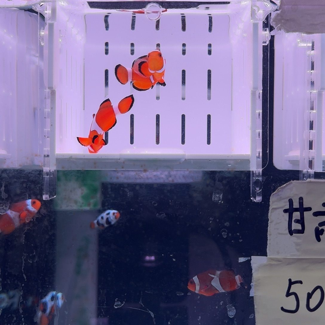 海水鱼4+精品黑边公子一对