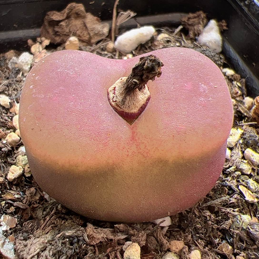 【闪购商品】200。水蜜桃