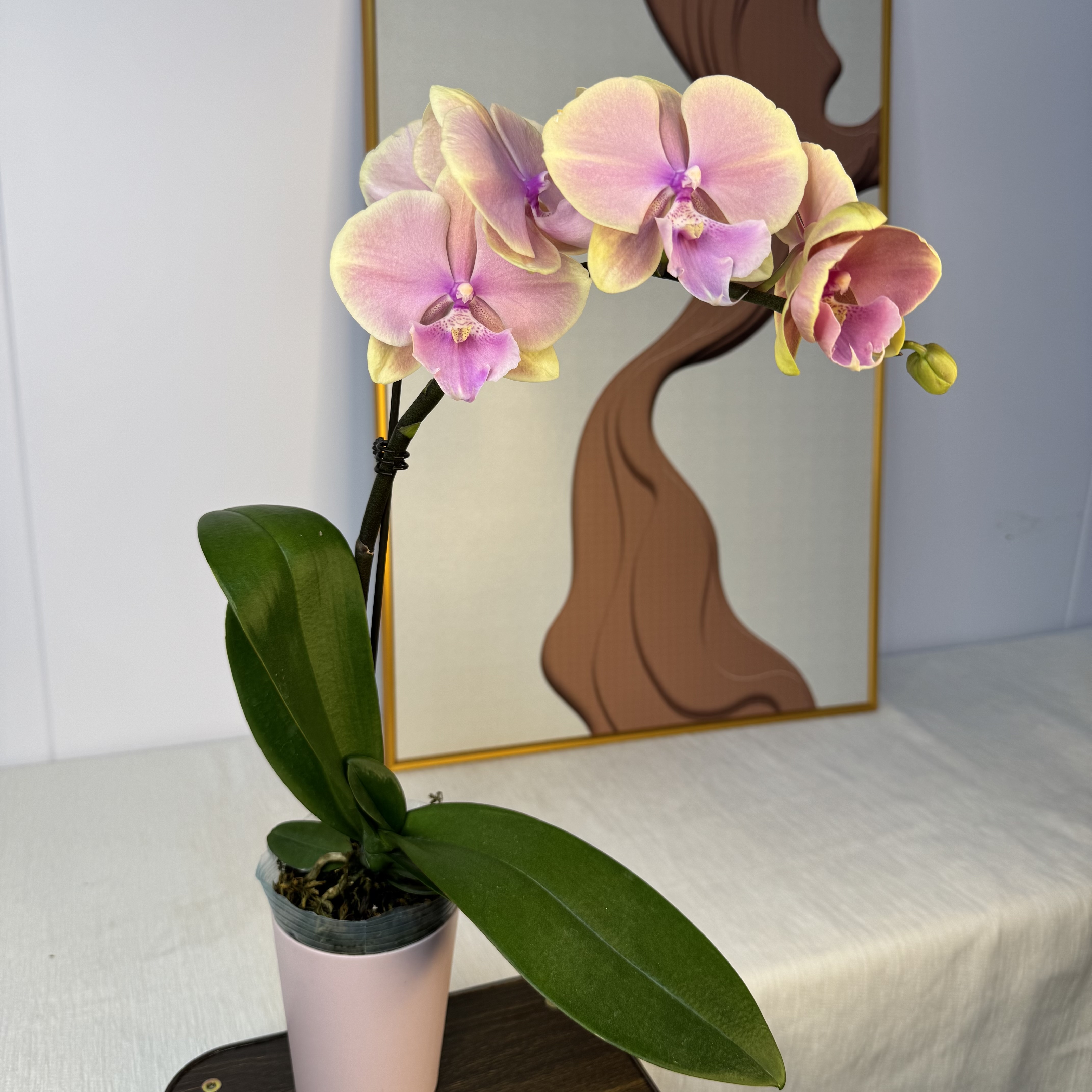 【芳美传奇】蝴蝶兰有花带花苞 室内前台喜事乔迁送礼懒人鲜花电