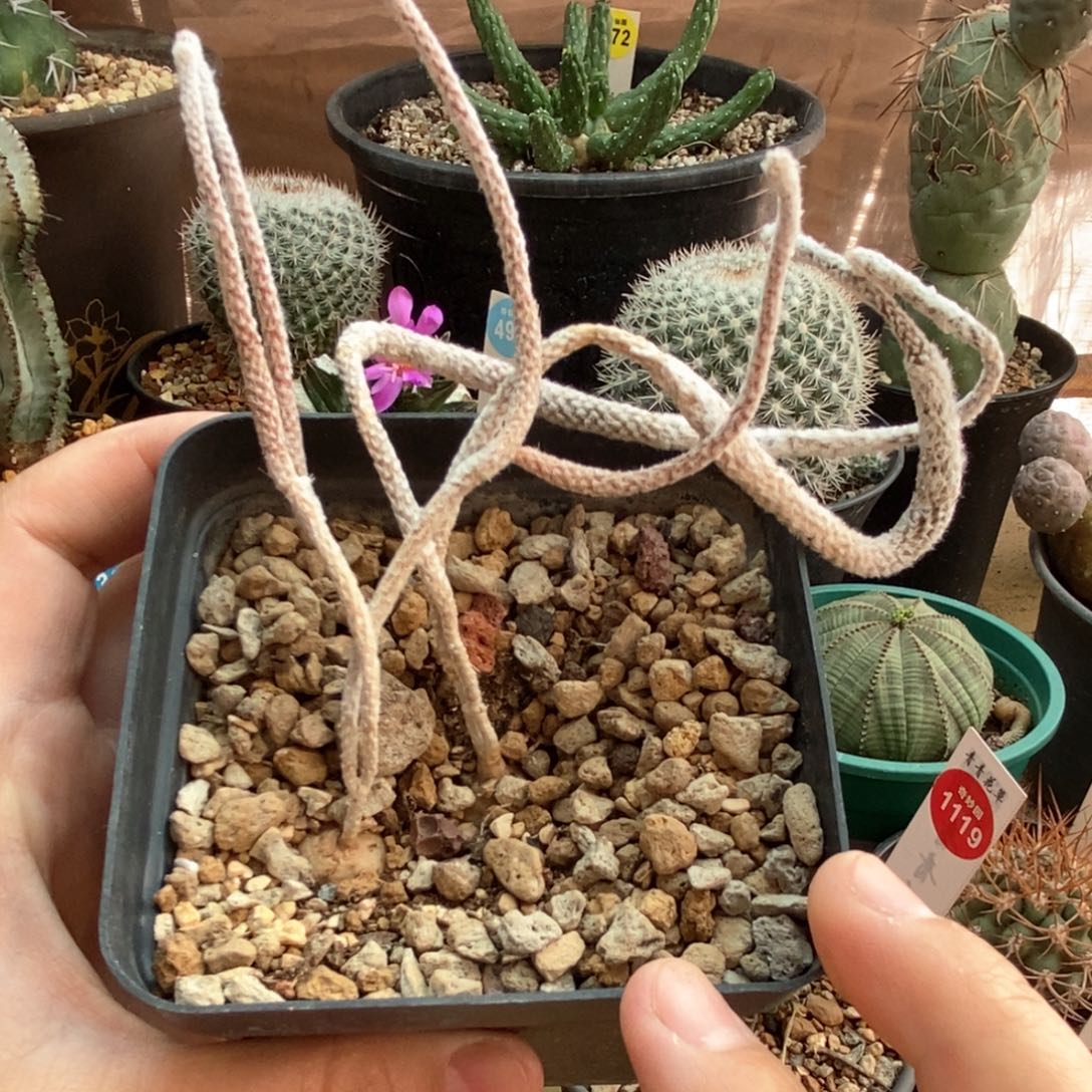 实生七年武辉丸两颗仙人球