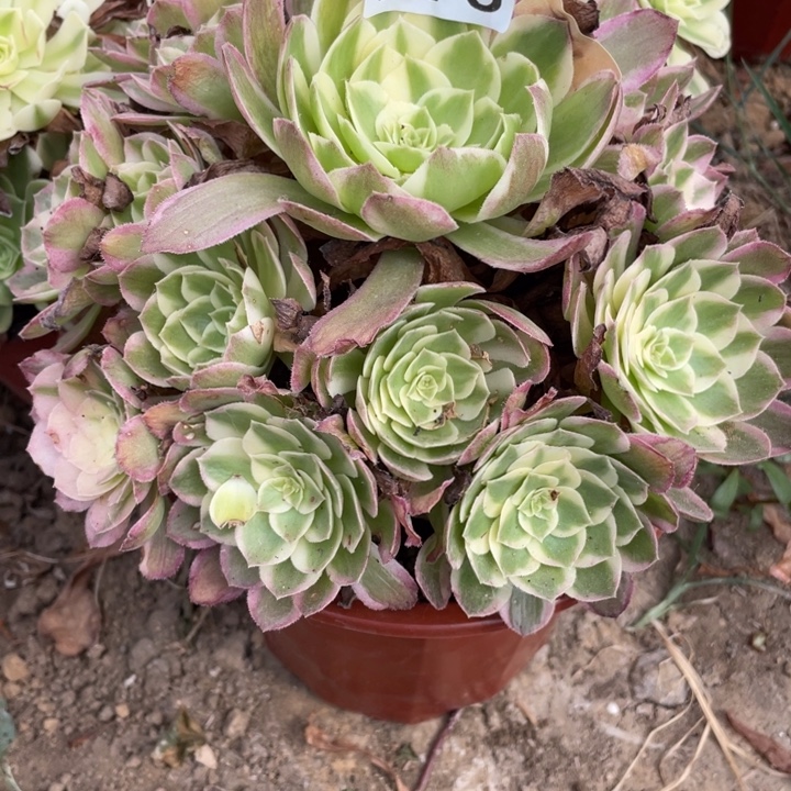 无花朵273多肉植物海仙