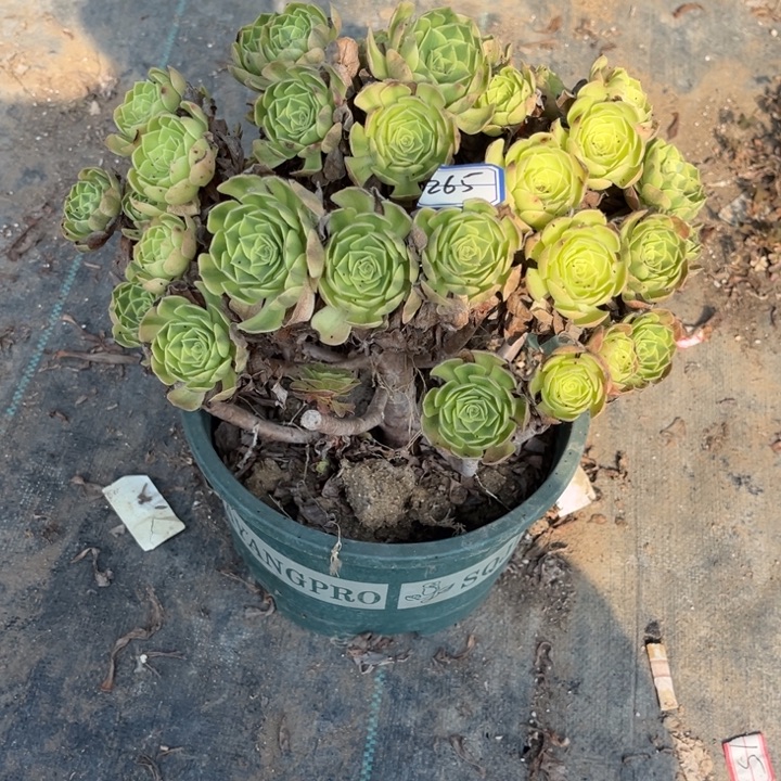 芳***姐265雨荷多肉植物法师