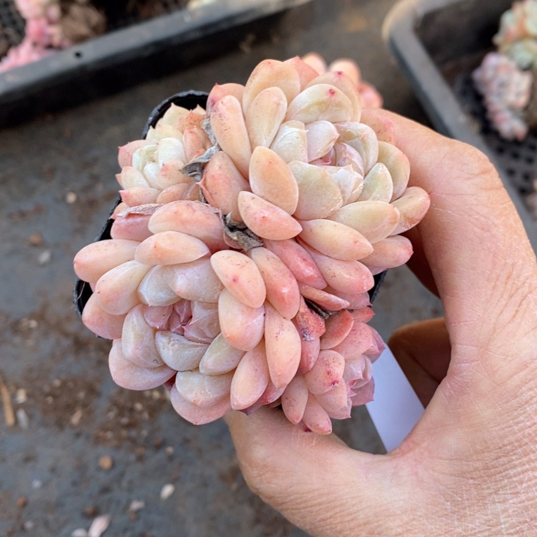 精品多肉一物一拍不包整22