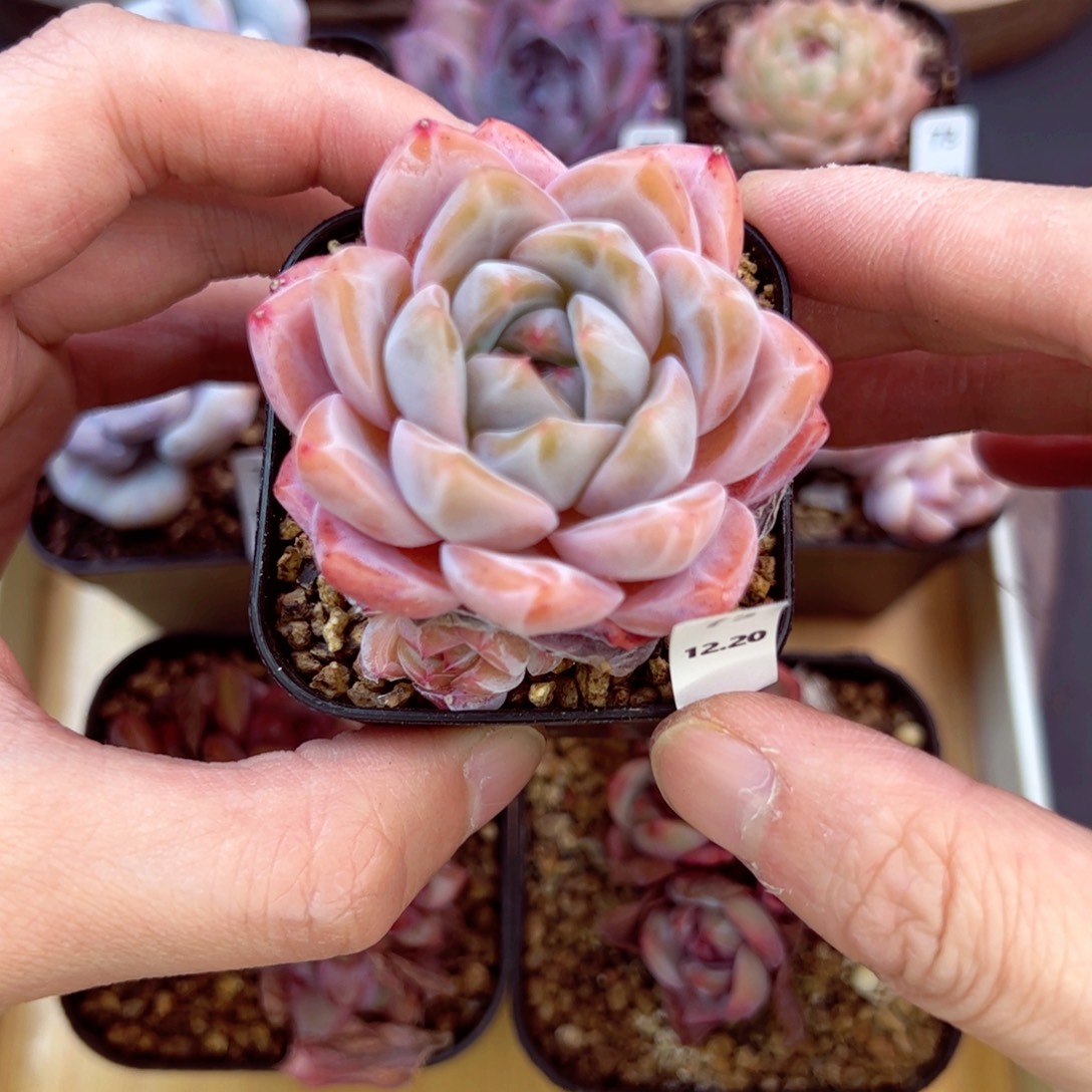 好好看75、哈哈哈哈