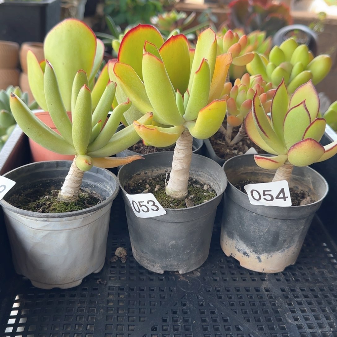 阿***芙一物一拍 一物一拍6颗