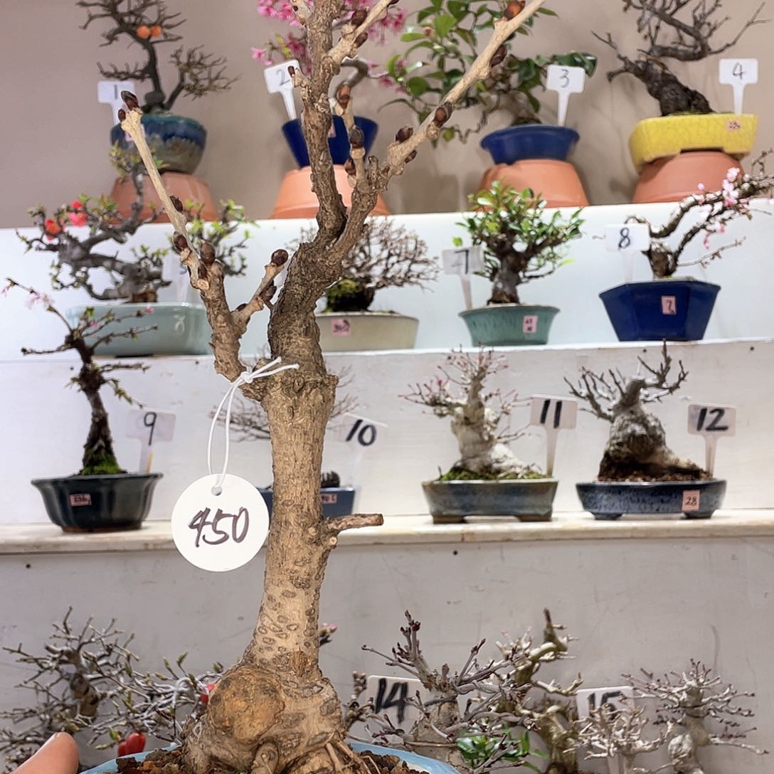 木本丰花紫藤盆栽