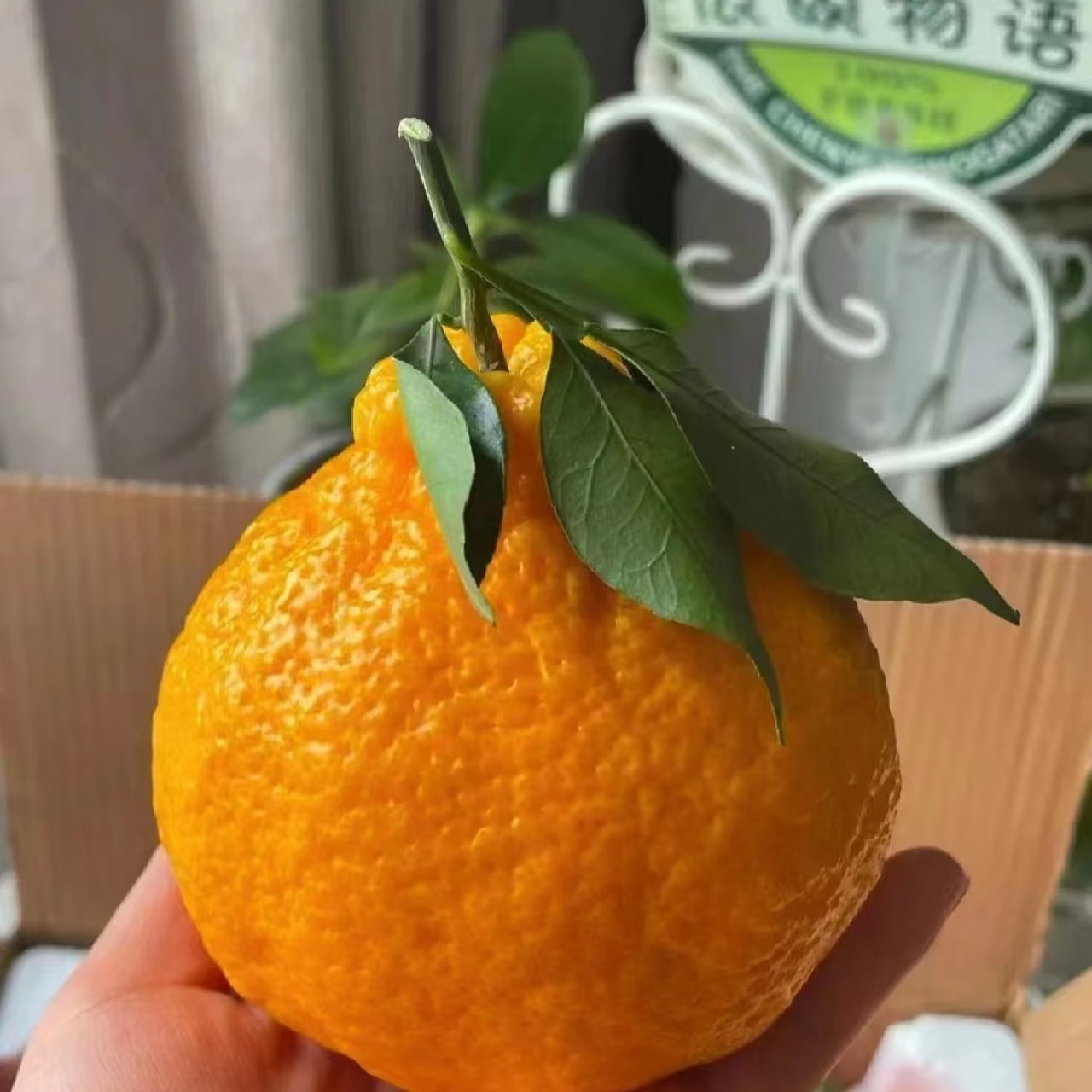 【嘎嘎好吃的丑橘8斤礼盒装】包邮