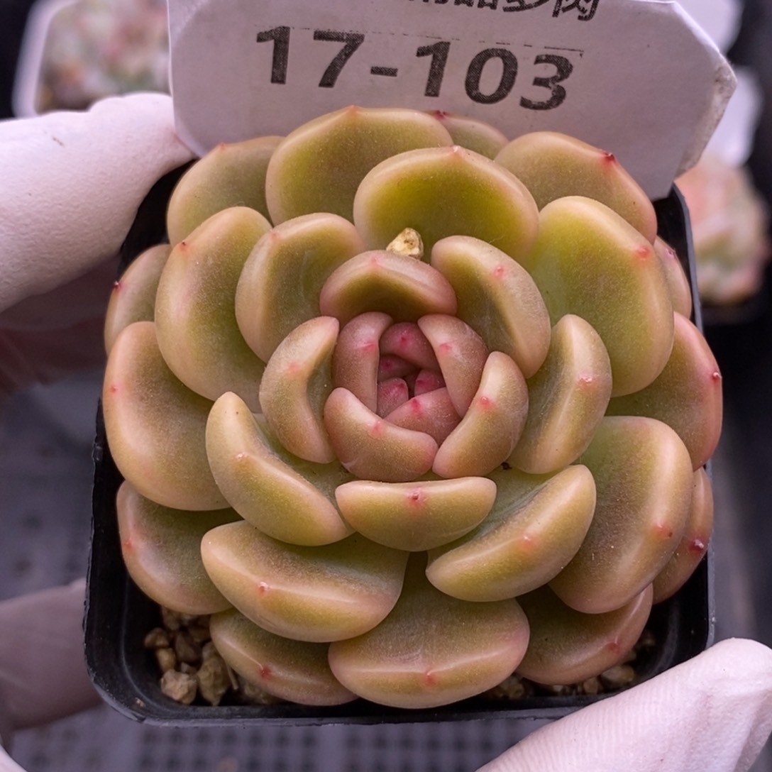 【闪购商品】17-103太平鸟