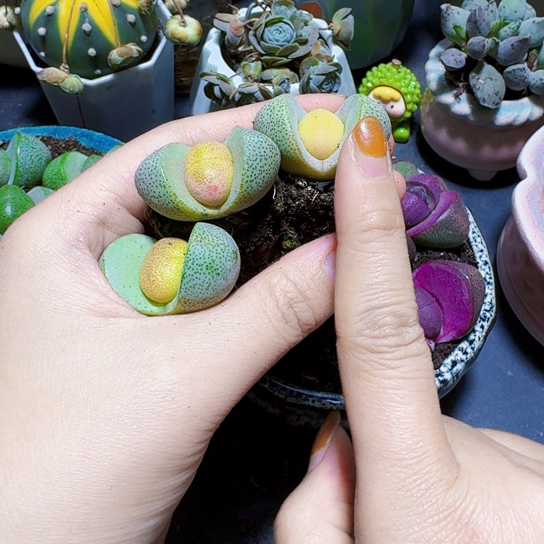 金色元宝3颗裸根福利