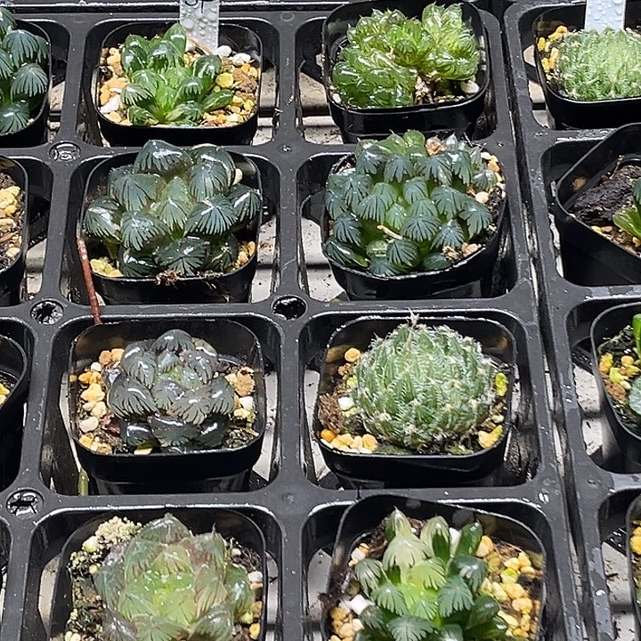 54 脱土发货8颗13.9包邮