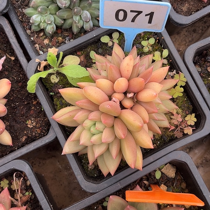 袁***儿多肉植物米其林071