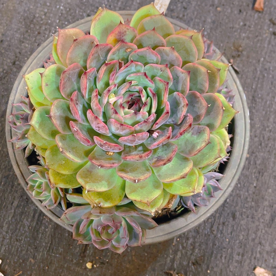 拈****带盆带土00000000375