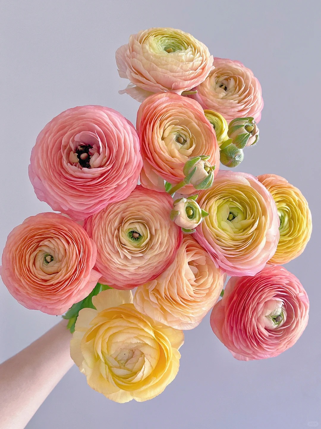 婵之语优选 糖果洋牡丹