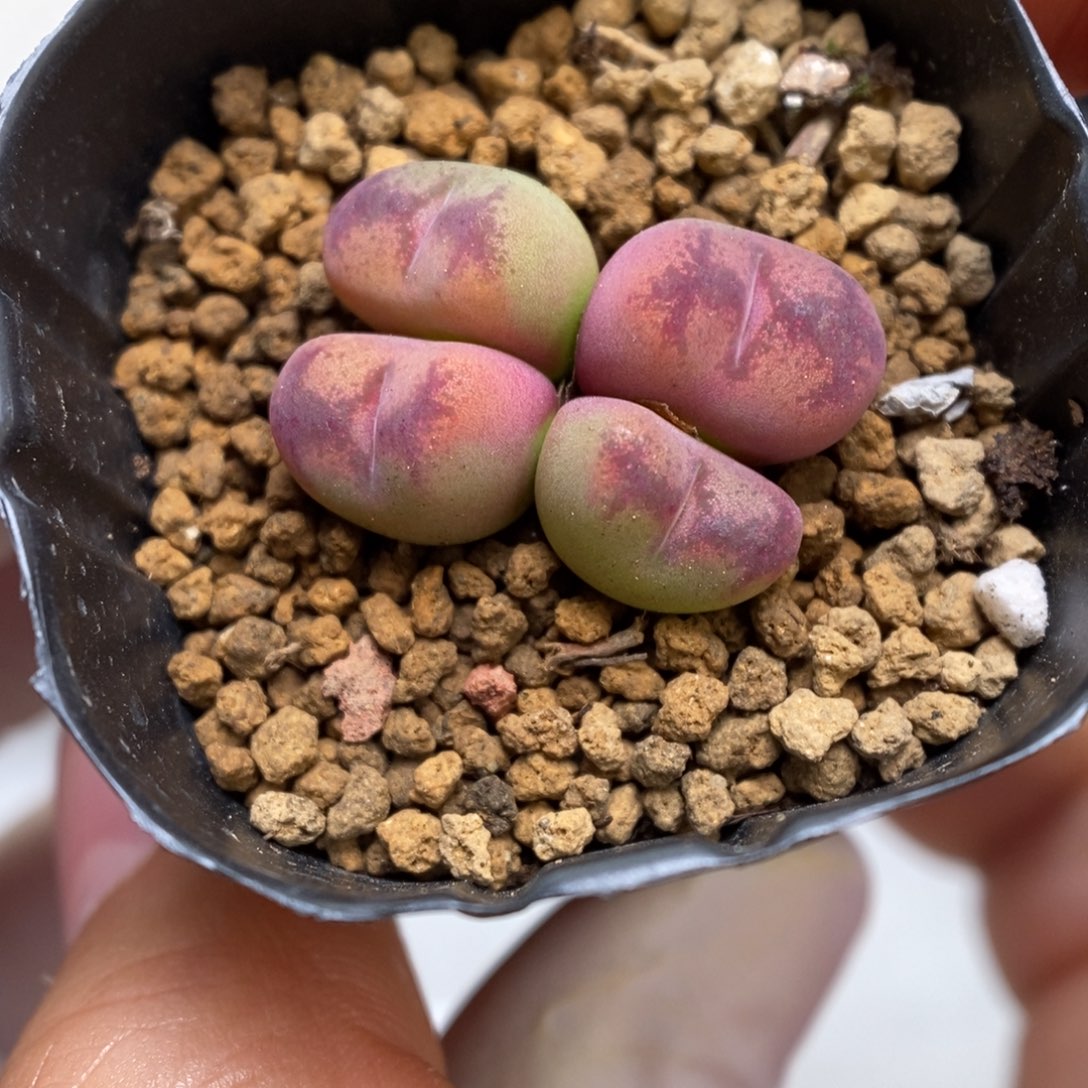 多肉植物肉锥杂交K-1053
