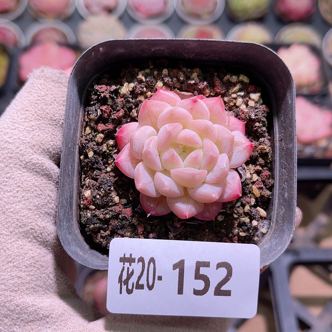 花利美20-152白桃汽水