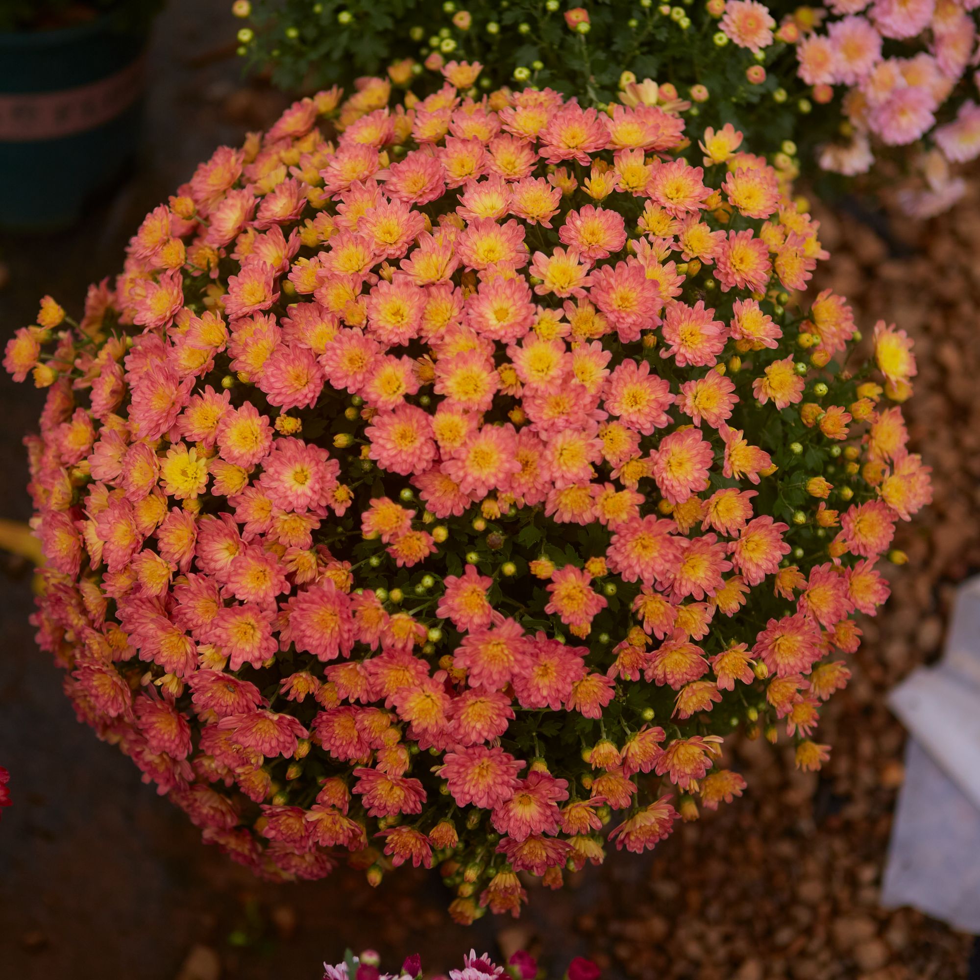 《水蜜桃》带花苞发货菊盆栽室内外阳台耐寒四季开花绿植花卉