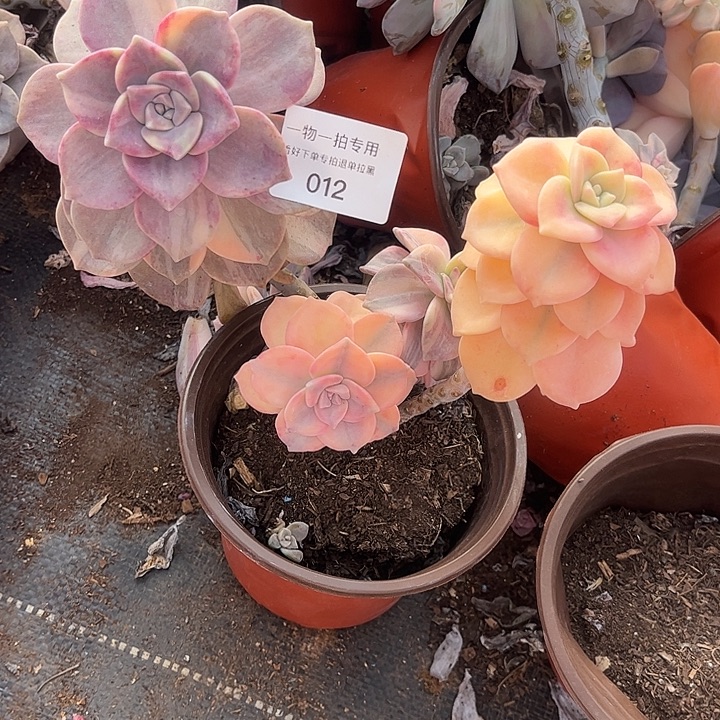 拉丝紫乐锦群，一物一拍