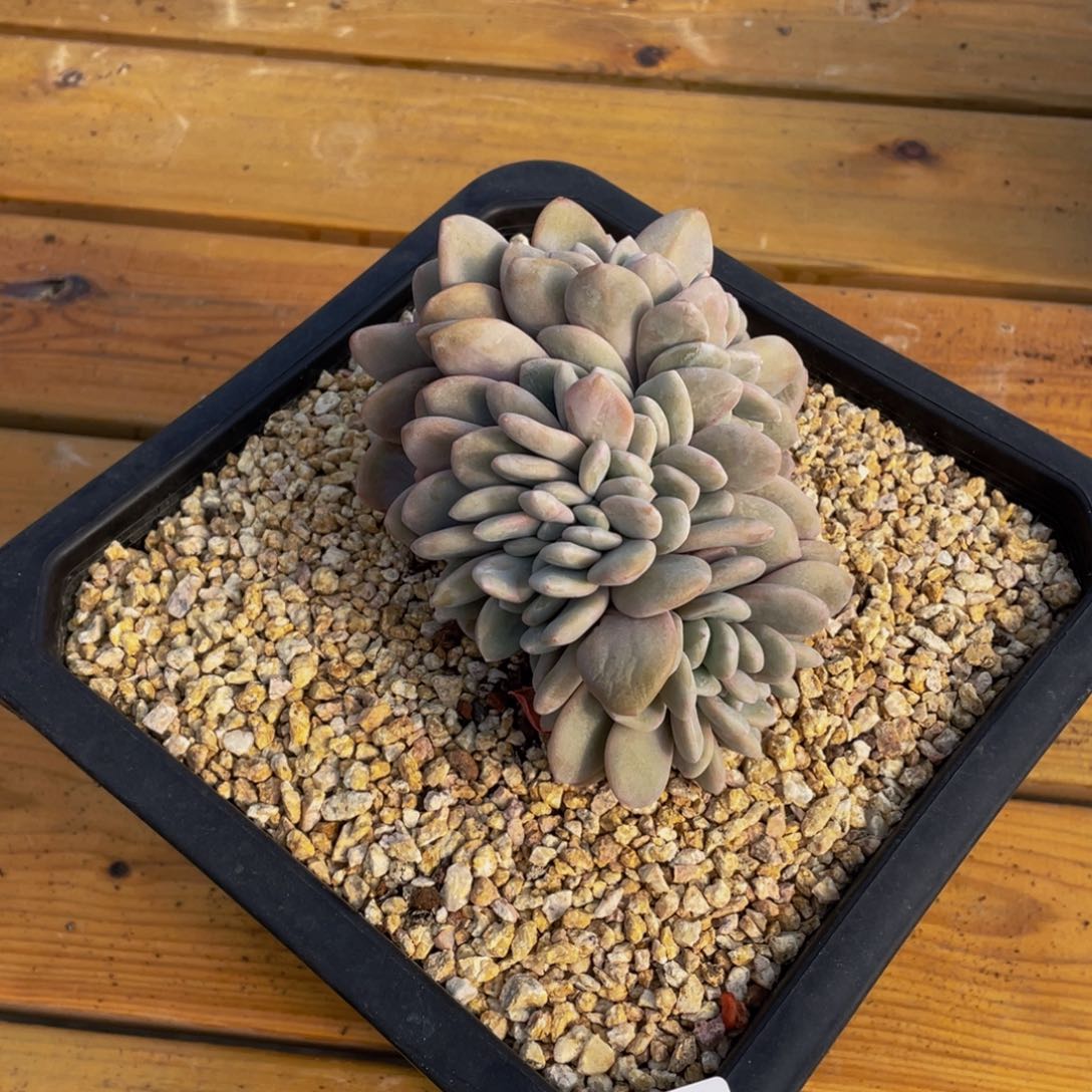 6***20209-14-粉兔缀化。。。？。