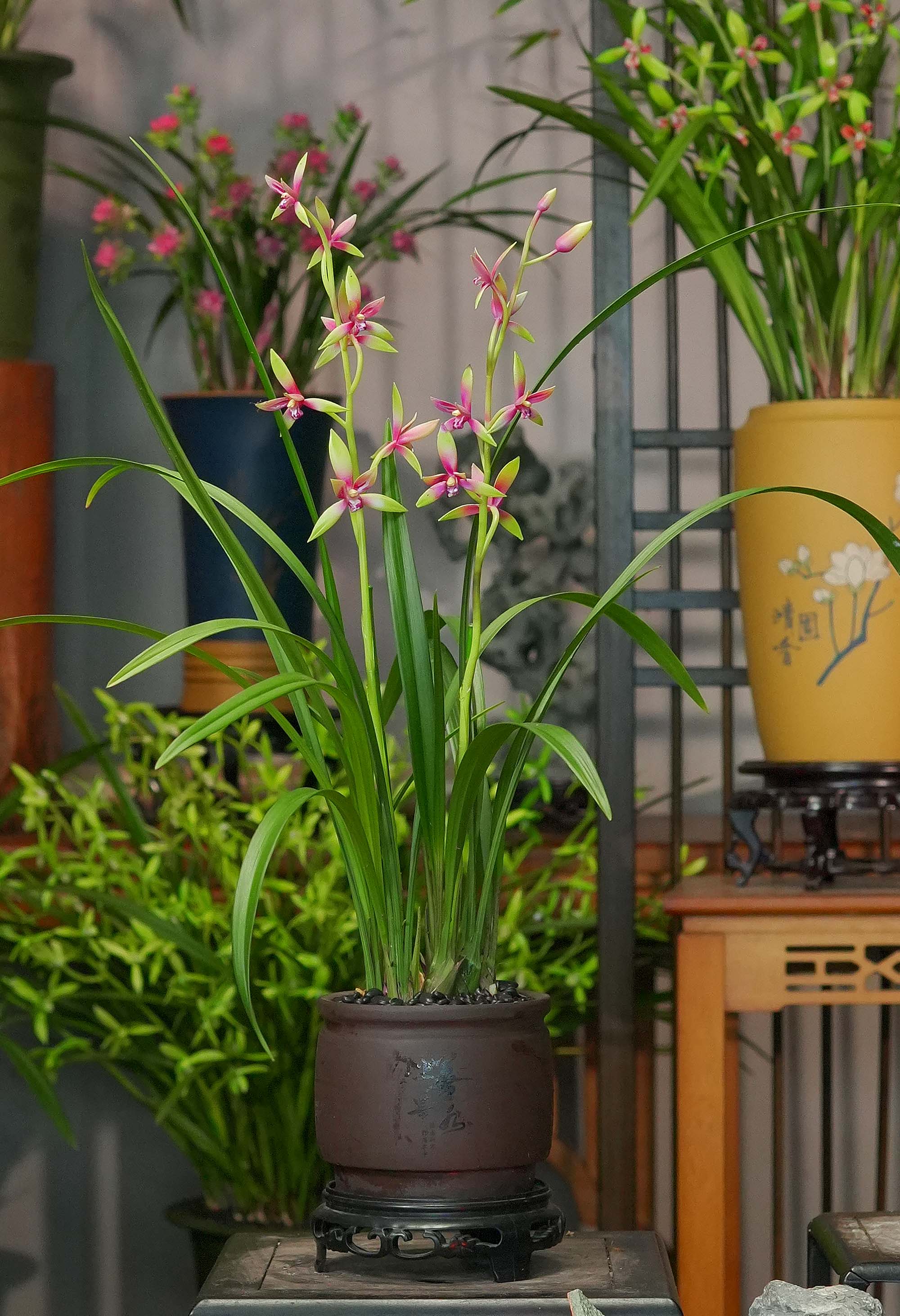 兰花名品【和光同尘】上善若水 幽香兰花 室内好养易活